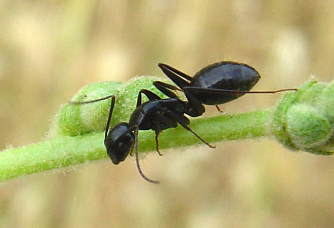 Camponotus sp.